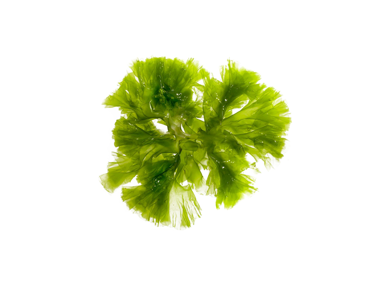 海藻粉